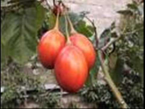 Imagen de previsualización de YouTube