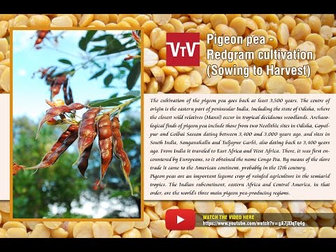 how to harvest pigeon peas