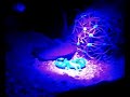 scorpio maurus under UV scorpio maurus under UV