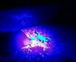 scorpio maurus under UV