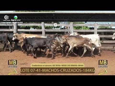 525� LEIL�O VIRTUAL MB LEIL�ES