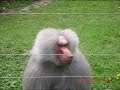 zoo dde cerza