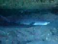 Hooked Shark