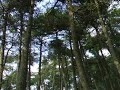 The Song of the Chaffinch