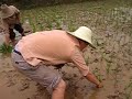 Planting Rice