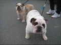 Dogs - Pictures of Different Dog Breeds Dogs - Pictures of Different Dog Breeds