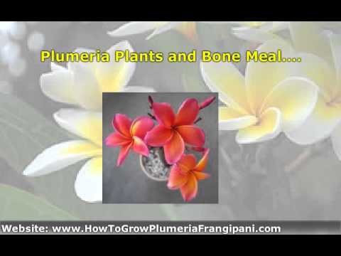 how to provide phosphorus to plants