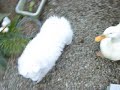 あひるとサモエド