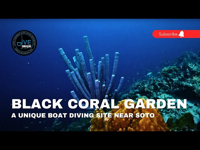 Dive Curacao YouTube Channel