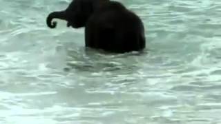 Sometimes You Just Stop And Watch Life. When a baby elephant sees the sea for the first time!