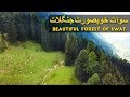 Swat beautiful forest KPK pakistan