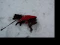 Crackmonkey in the snow Crackmonkey in the snow