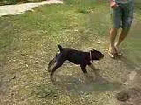 rottwiler