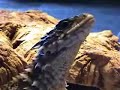 Iguana Vlissingen