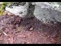 Metal Detecting in the woods