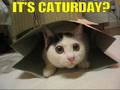 All of I Can Has Cheezburger :: Vol I