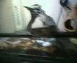 my dana ( pithon ballas ) avedis