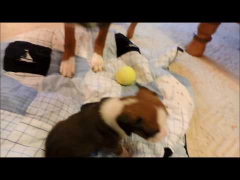 This is our AKC Boxer Smudge