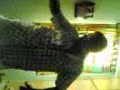 los felinos