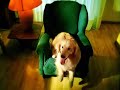 Lager - Vida de Perros