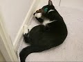 Kitten Loving her Xmas toy!