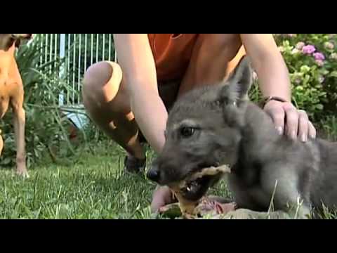 dog - Dogs Decoded Documentary How smart are dogs, and what makes them such ideal companions? http://www.youtube.com/user/DogPajama.