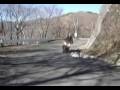 videos de ZZR 1400 ANIMAL INCREDIBLE 1 0001