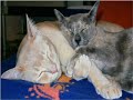 Sementes - Poesia em duo - Enise/Hilde