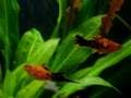 Swordtails guppies and more fish
