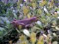 videos de Saltamontes en la Ciudad De Mexico en  G.A.M  2a. parte.