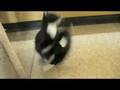 videos de James and Jeffrey: Animal Coalition of Delaware County