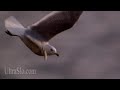 Slow motion Sea Gulls Slow motion Sea Gulls