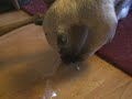 Pua eats an olive Pua eats an olive