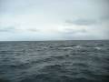 videos de zodiac whale watching cabo expeditions, baja, Mexico 7