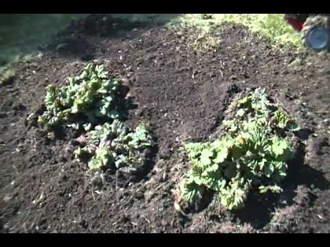 how to fertilize rhubarb