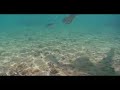 Mean Humu Triggerfish Mean Humu Triggerfish