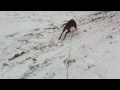 she was a puppy when this snow fell..kids in neighborhood..brownie loved it..wanted to save so putting here...