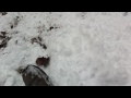 she was a puppy when this snow fell..kids in neighborhood..brownie loved it..wanted to save so putting here...
