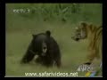 Tiger Attack to Young Bear Safari Videos