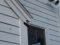 NEW Yellow Jacket (wasp hornet) nest removal - no pesticides no stings