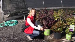 #193 BrazelBerries - Compact blueberry varieties with ornamental value