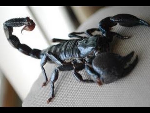 how to care for a emperor scorpion