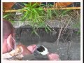 UPDATE: radioactive contamination with caesium (Cs-137, Cs-134) from fukushima found in tokyo soil.