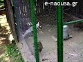 πλάνα από το εκτροφείο θηραμάτων στον Άγιο Νικόλαο Νάουσας (δασαρχείο Νάουσας)