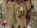 Holy Cow! Calf Born With Special Marking