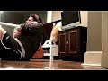 Cat Knockout Man With TV 