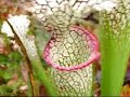 Pitcher Plants Eating Dinner Pitcher Plants Eating Dinner