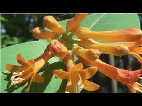 how to replant honeysuckle vines