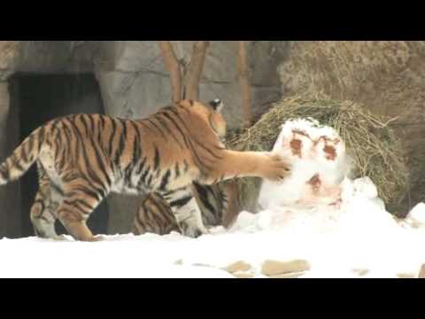 Tiger Cubs playing in the snow at the zoo in St. Louis