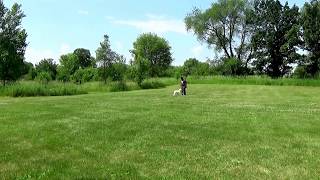 Chicago Dog Training Kiwi the Goldendoodle with Suburban K9!